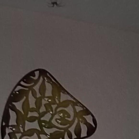 Meet your Posher, Albert henry - Picture 1 of 1